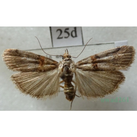 Acrobasis sodalella Zeller, 1848 Czech25d